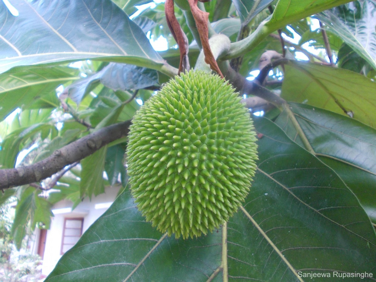 Artocarpus camansi Blanco